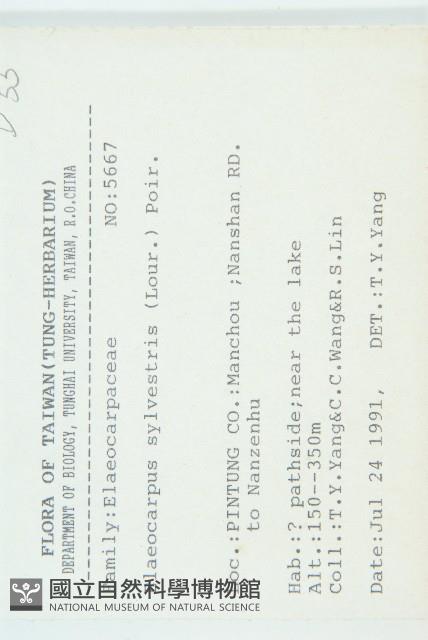 杜英、山杜英、蘭嶼杜英藏品圖，第2張