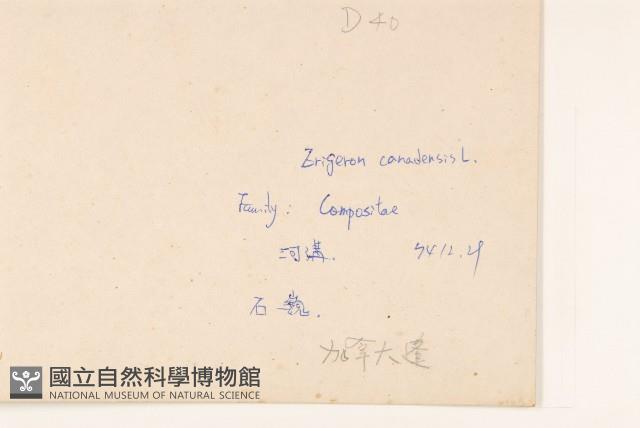 加拿大蓬藏品圖，第2張