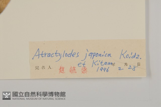 關蒼朮藏品圖，第3張