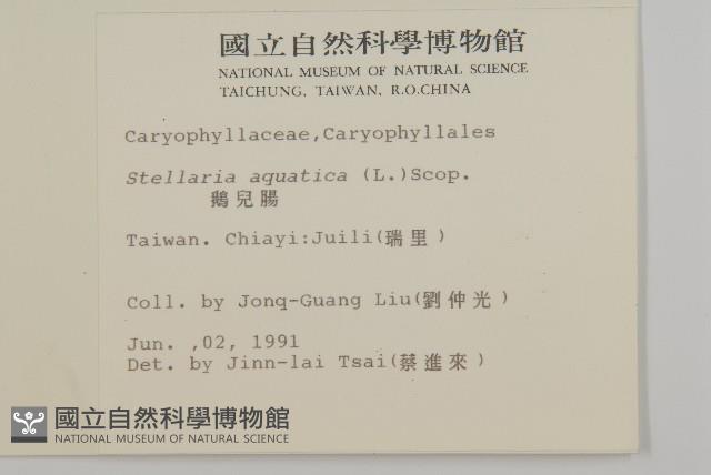 鵝兒腸藏品圖，第2張