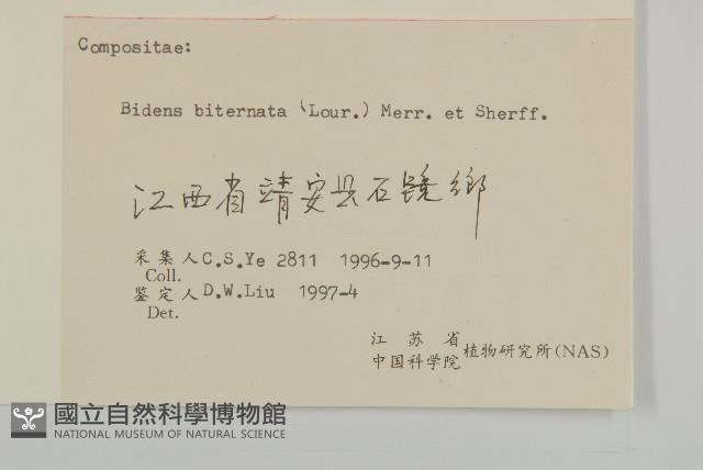 鬼針舅藏品圖，第3張