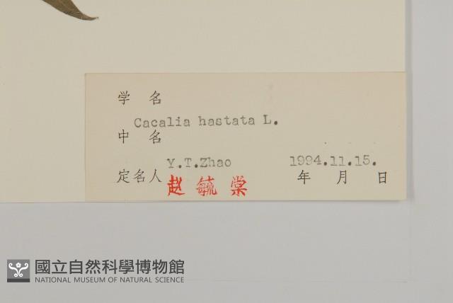 山尖子藏品圖，第3張