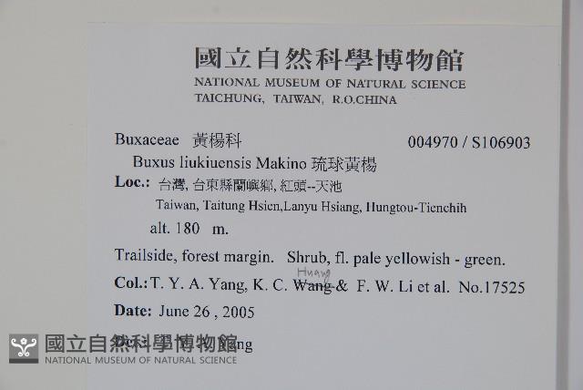 琉球黃楊藏品圖，第2張