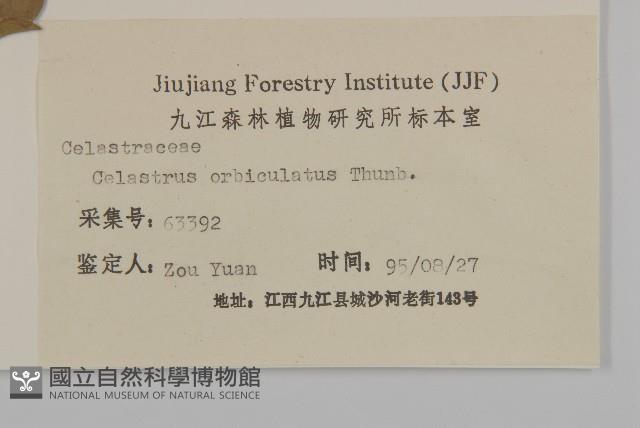 南蛇藤藏品圖，第3張