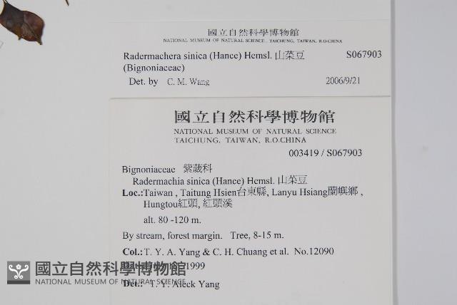 山菜豆藏品圖，第2張