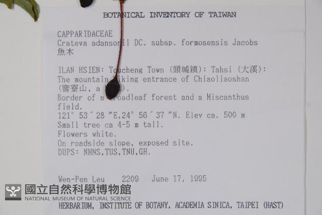 魚木藏品圖，第2張