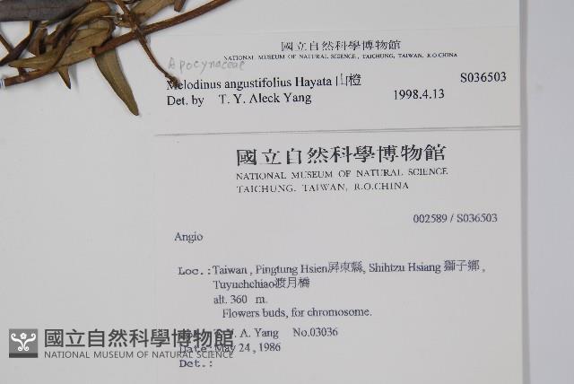 山橙藏品圖，第2張