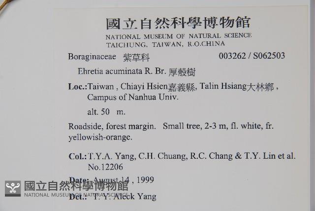 厚殼樹藏品圖，第2張