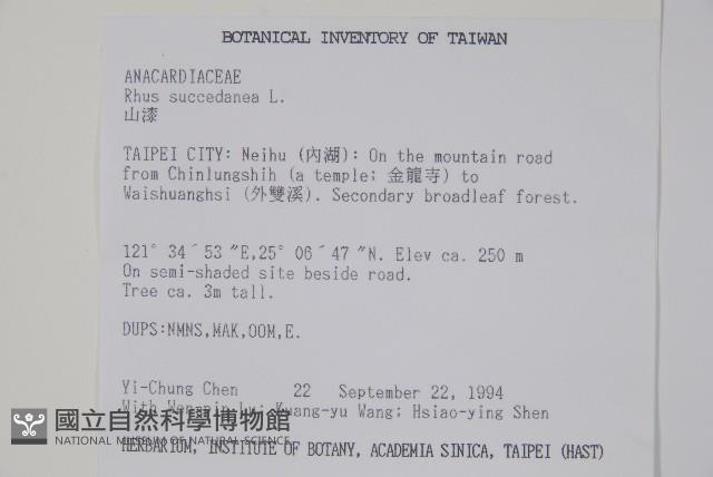 木蠟樹、山漆藏品圖，第2張