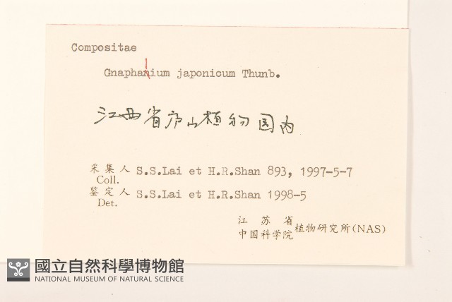 父子草、天青地白藏品圖，第3張