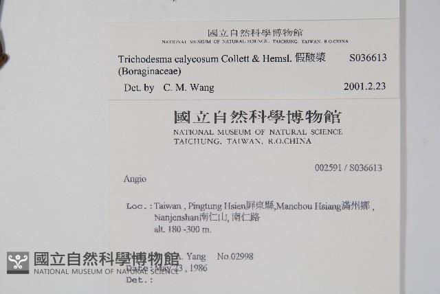 假酸漿藏品圖，第2張