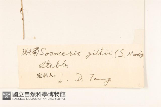 金沙絹毛菊藏品圖，第3張