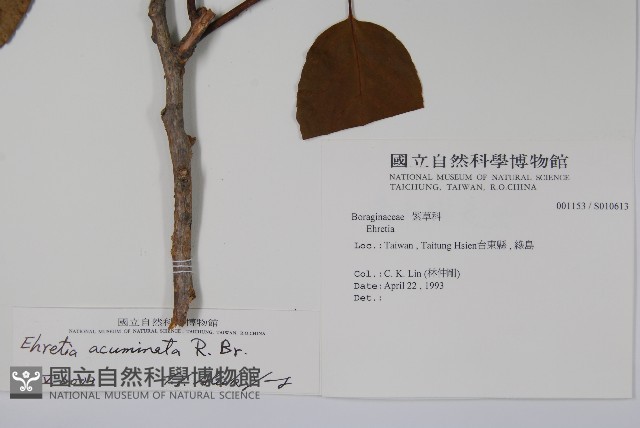 厚殼樹藏品圖，第2張