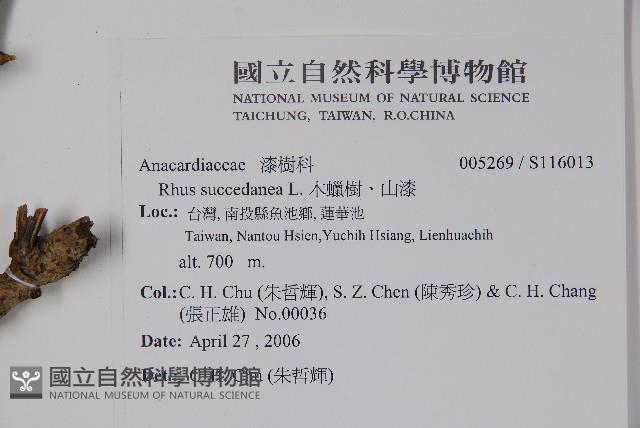 木蠟樹、山漆藏品圖，第2張