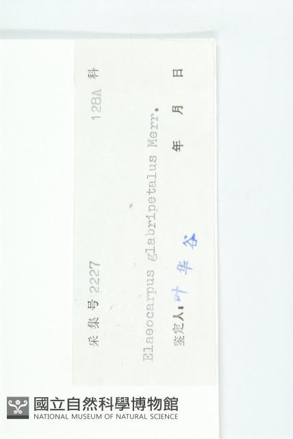 禿瓣杜英藏品圖，第3張