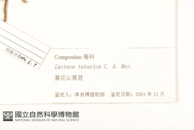 黃穎莎草藏品圖，第3張