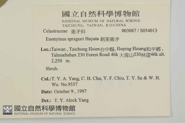 刺果衛矛藏品圖，第2張