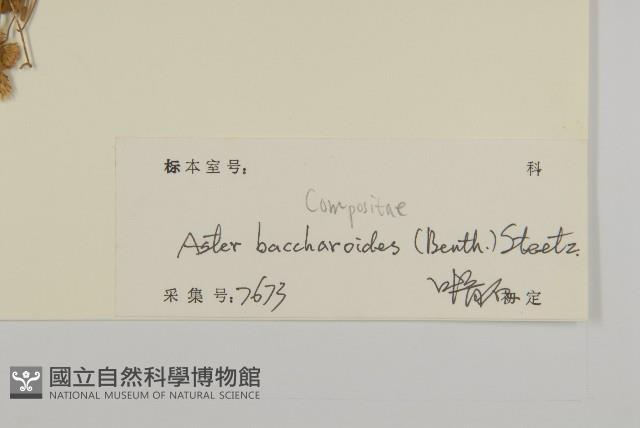 白舌紫菀藏品圖，第3張