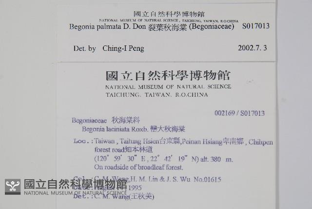 裂葉秋海棠藏品圖，第2張