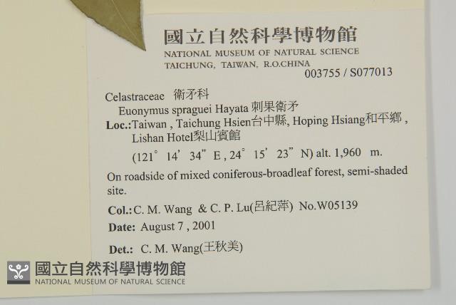 刺果衛矛藏品圖，第2張