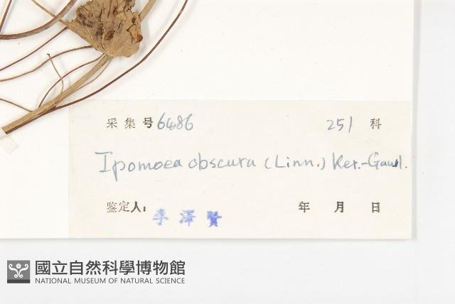 野牽牛藏品圖，第3張