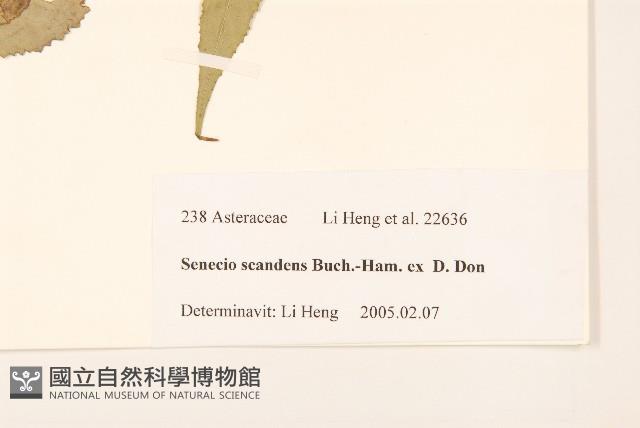 蔓黃菀藏品圖，第3張