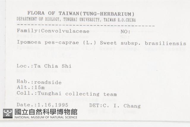 馬鞍藤藏品圖，第2張