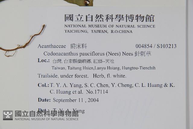 針刺草藏品圖，第2張