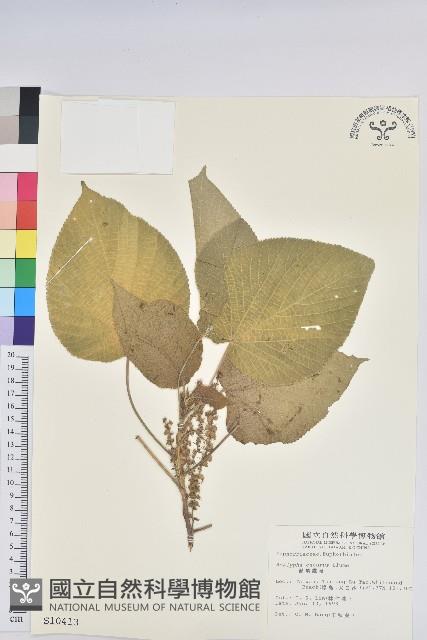 Lutao Copper leaf Collection Image, Figure 3, Total 3 Figures