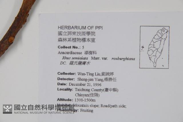 羅氏鹽膚木、埔鹽藏品圖，第2張