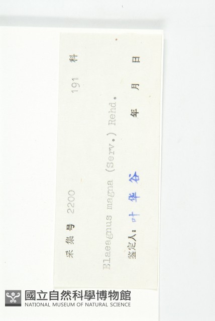 銀果胡頹子藏品圖，第3張