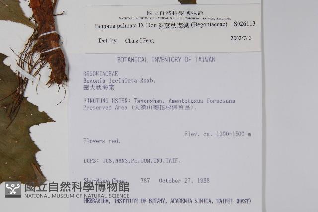 裂葉秋海棠藏品圖，第2張