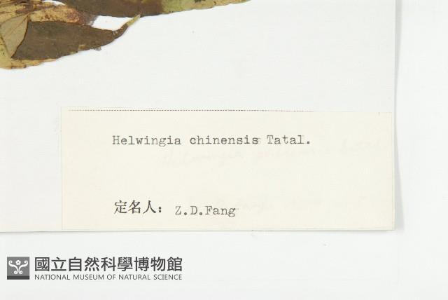 中華青莢葉藏品圖，第3張