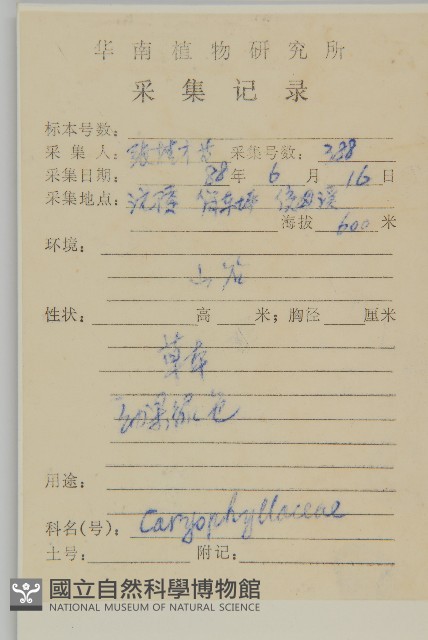 瓜槌草、漆姑草藏品圖，第2張