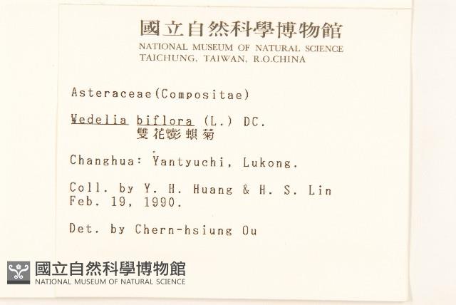 雙花蟛蜞菊藏品圖，第2張