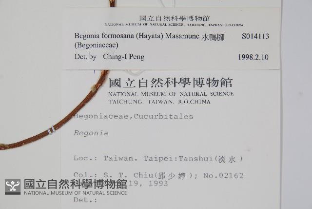 水鴨腳藏品圖，第2張