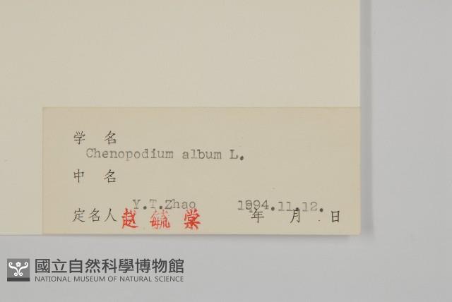 藜、灰藜藏品圖，第3張