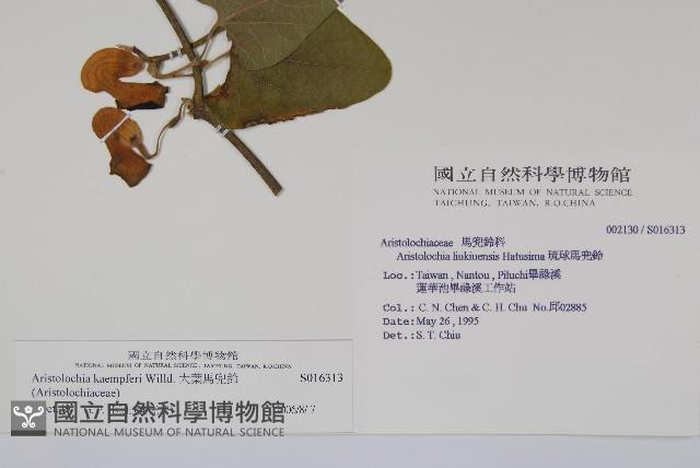 大葉馬兜鈴藏品圖，第2張