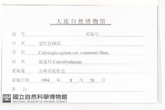 寬葉打碗花藏品圖，第3張