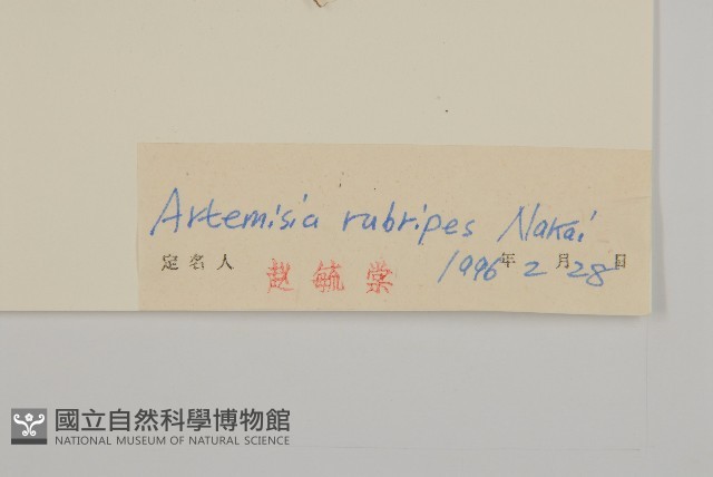 紅足蒿藏品圖，第3張