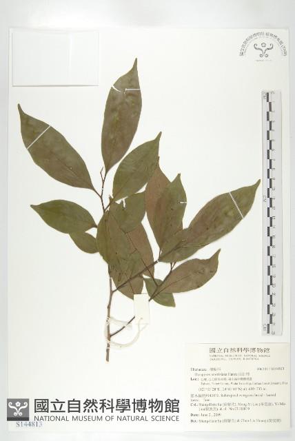 山紅柿藏品圖，第3張