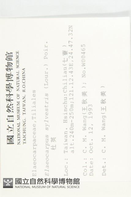 杜英、山杜英、蘭嶼杜英藏品圖，第2張