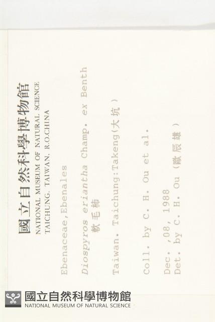 軟毛柿藏品圖，第2張