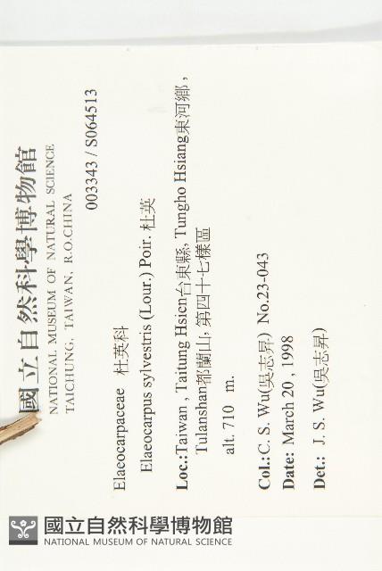 杜英、山杜英、蘭嶼杜英藏品圖，第2張