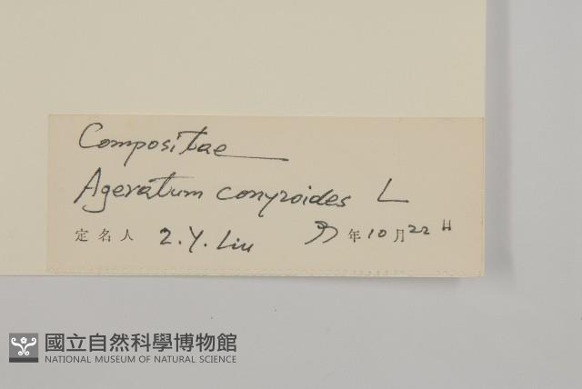 霍香薊藏品圖，第3張