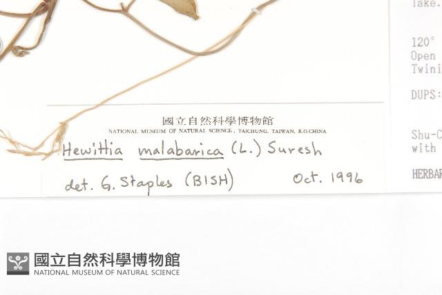 吊鐘藤藏品圖，第3張