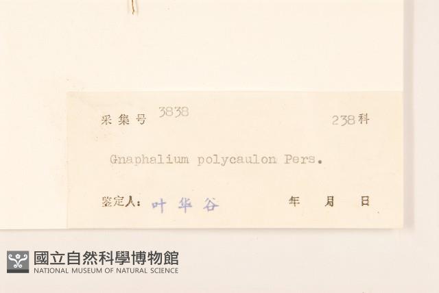 多莖鼠麴草藏品圖，第3張