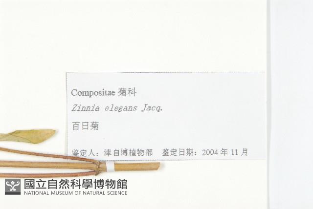 百日菊藏品圖，第3張