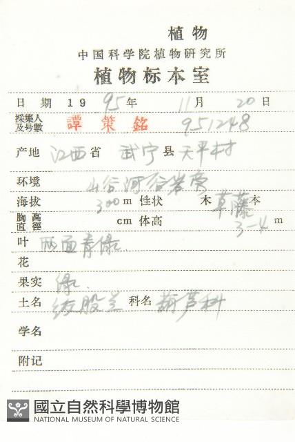 絞股藍藏品圖，第2張