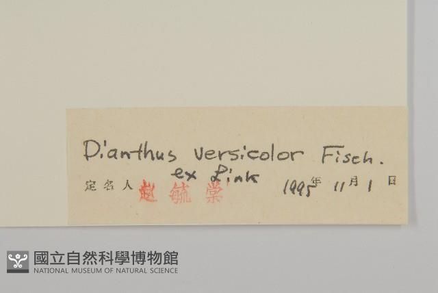 興安石竹藏品圖，第3張